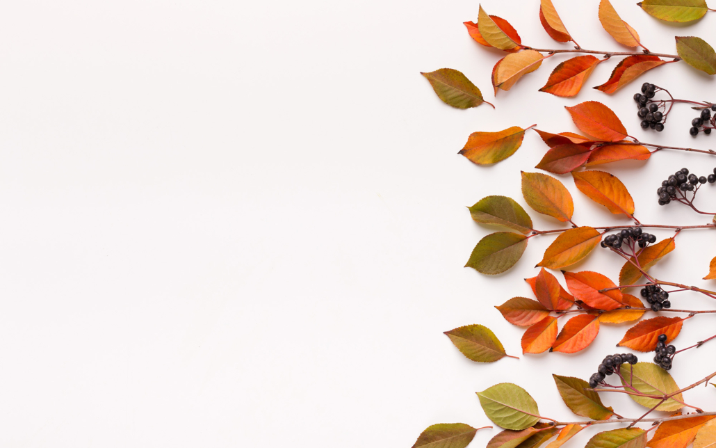 Autumn Branches Of Elder Create Square Frame For Text On White