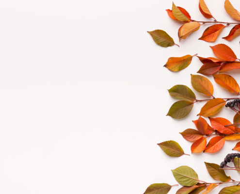 Autumn Branches Of Elder Create Square Frame For Text On White